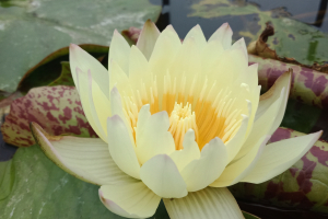 Yellow Niramit
