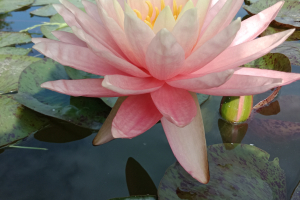 Sunny Pink