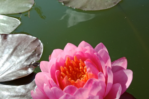 April Peony
