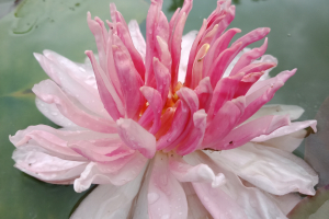 Lily Pons