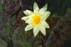 Marliacea Chromatella