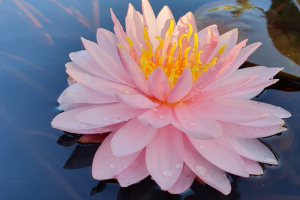 PASTEL FLAME