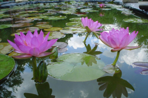 Siam Purple 2