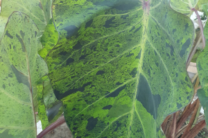 Колоказия Mojito