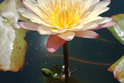 Golden Grace