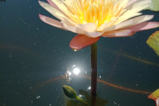 Golden Grace