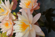 PAIROTE DELIGHT