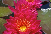 SANGGAAVI