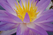 Purple Lucent