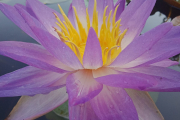 Purple Lucent